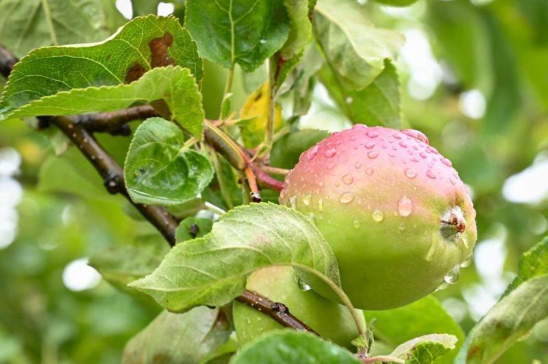 Ferienwohnungen Oedenburgerhof Mörbisch am See Exteriör bild